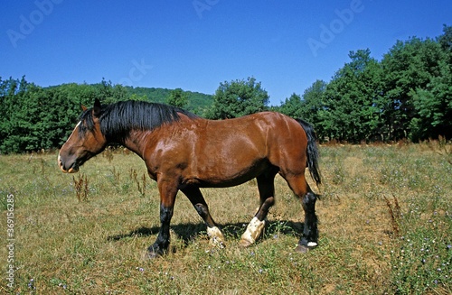COB NORMAND HORSE, ADULT STANDING ON GRASS