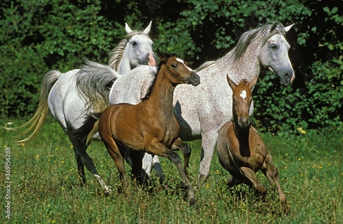 ARABIAN HORSE, MARES WITH FOALS GALLOPING THROUGH MEADOW © slowmotiongli