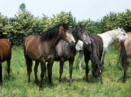 LIPIZZAN HORSE  HERD STANDING IN MEADOW