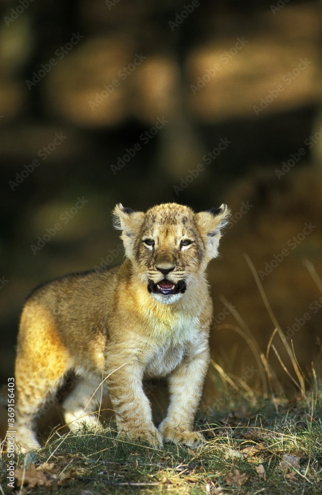 Fototapeta premium AFRICAN LION panthera leo, CUB STANDING ON GRASS