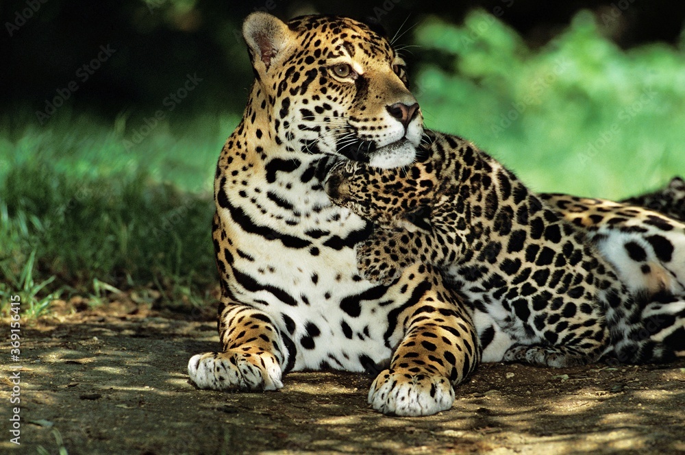 JAGUAR panthera onca, MOTHER PLAYING WITH CUB JAGUAR panthera onca, MOTHER PLAYING WITH CUB