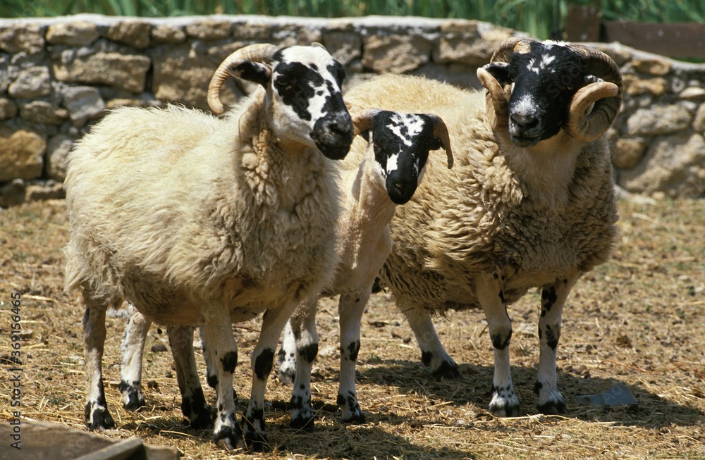 Obraz premium SCOTTISH BLACK FACE SHEEP, RAM WITH EWE AND YOUNG
