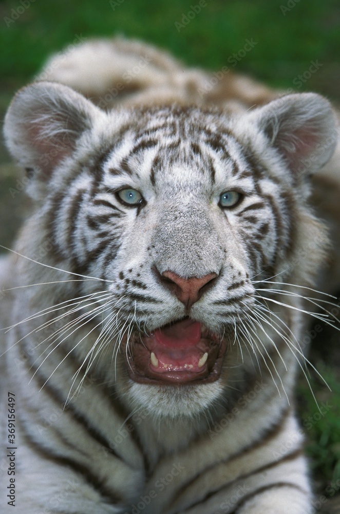 WHITE TIGER panthera tigris, PORTRAIT OF CUB WHITE TIGER panthera tigris, PORTRAIT OF CUB