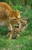 AFRICAN LION panthera leo, MOTHER GROOMING CUB