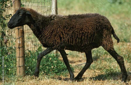 Foto KARAKUL SHEEP, BREED PRODUCING ASTRAKHAN, FEMALE