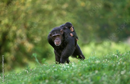 CHIMPANZEE pan troglodytes, MOTHER CARRYING YOUNG ON ITS BACK