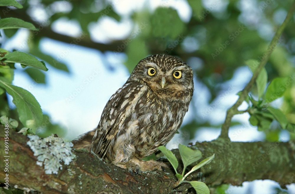 LITTLE OWL athene noctua, ADULT STANDING ON BRANCH, NORMANDY IN FRANCE LITTLE OWL athene noctua, ADULT STANDING ON BRANCH, NORMANDY IN FRANCE