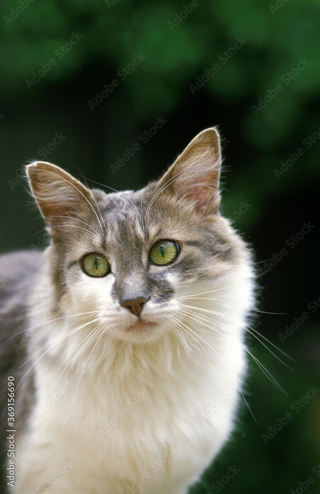 EUROPEAN DOMESTIC CAT, PORTRAIT OF ADULT