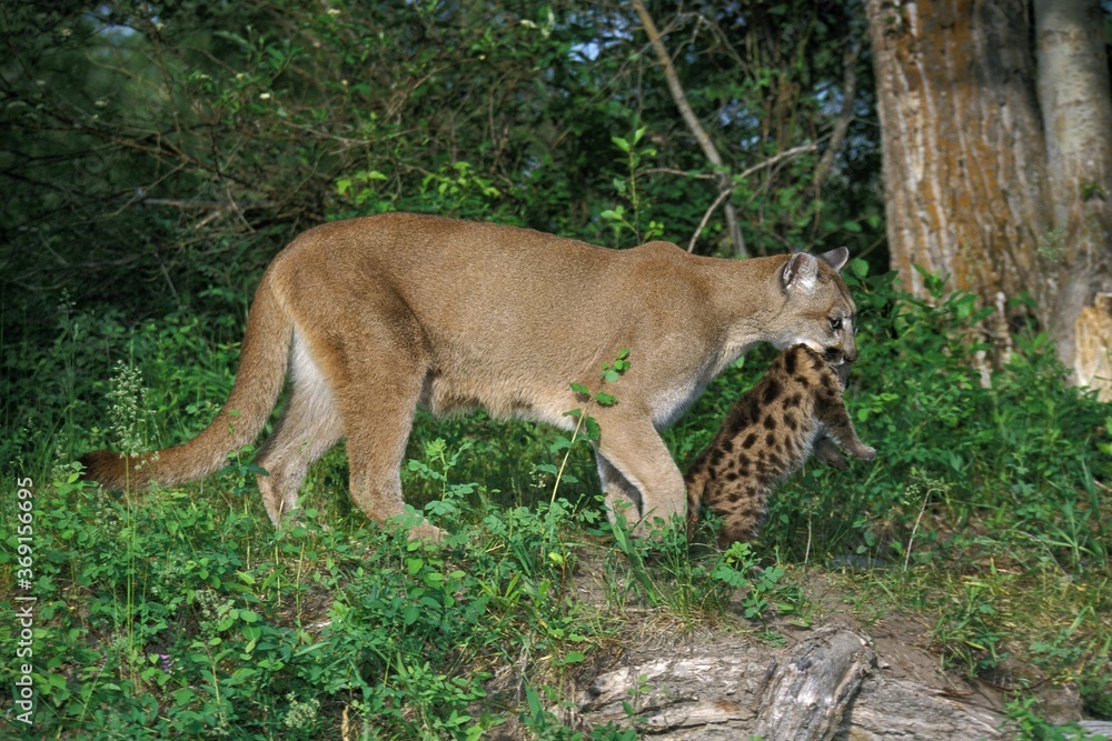 Fototapeta premium COUGAR puma concolor, MOTHER CARRYING CUB
