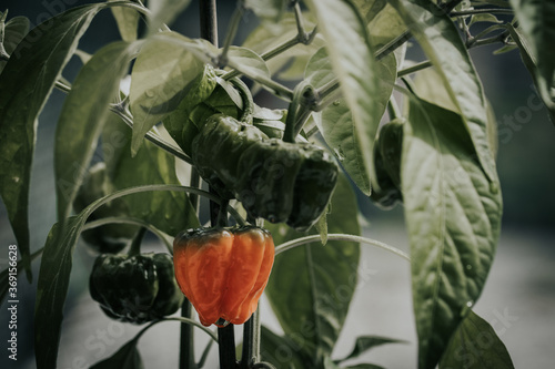 Health plant of chili pepper 