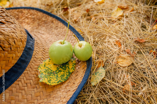 two green homemade apples and a yellow autumn leaf lie on a straw farmer's hat on the grass, Apple harvest photo