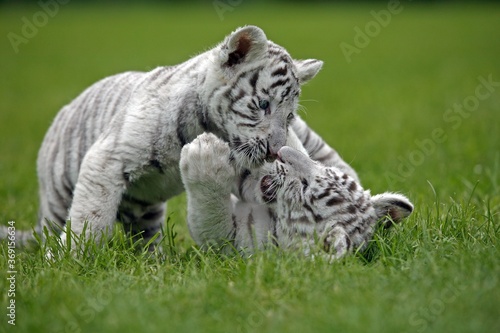 WHITE TIGER panthera tigris  CUB PLAYING ON GRASS
