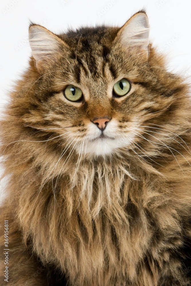 ANGORA DOMESTIC CAT, MALE AGAINST WHITE BACKGROUND ANGORA DOMESTIC CAT, MALE AGAINST WHITE BACKGROUND