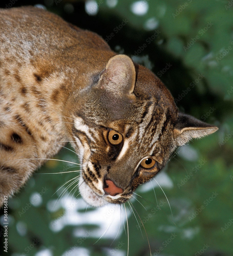 Obraz premium ASIAN GOLDEN CAT OR TEMMINK'S CAT catopuma temmincki, PORTRAIT OF ADULT