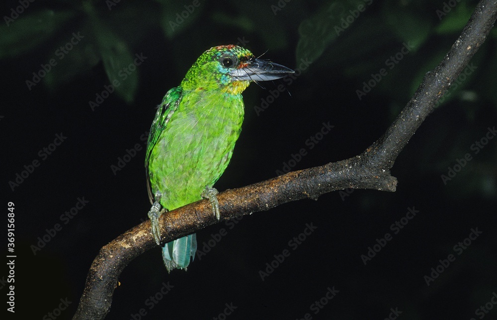 BARBET BIRD, ADULT PERCHED ON BRANCH BARBET BIRD, ADULT PERCHED ON BRANCH