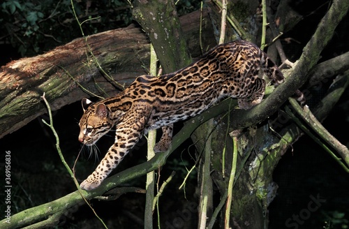 OCELOT leopardus pardalis  ADULT WALKING ON BRANCHES