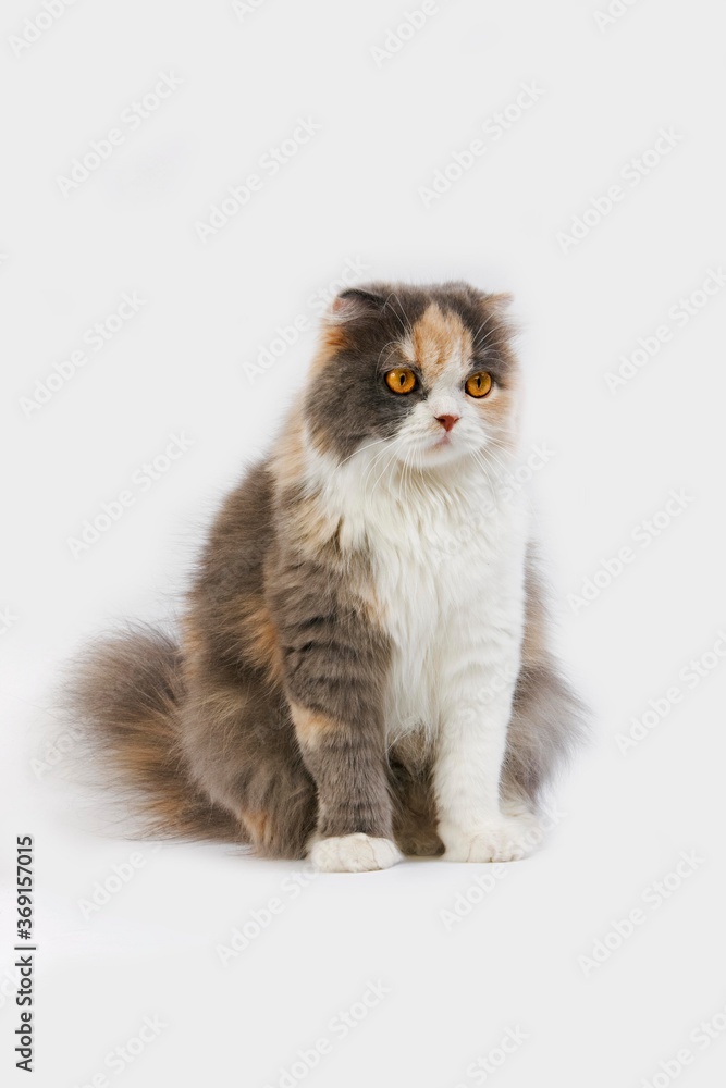Fototapeta premium BLUE CREAM AND WHITE HIGHLAND FOLD CAT, FEMALE AGAINST WHITE BACKGROUND