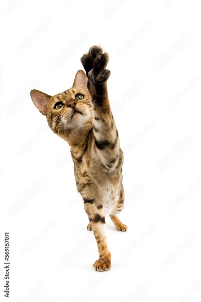 Obraz premium BROWN SPOTTED TABBY BENGAL DOMESTIC CAT