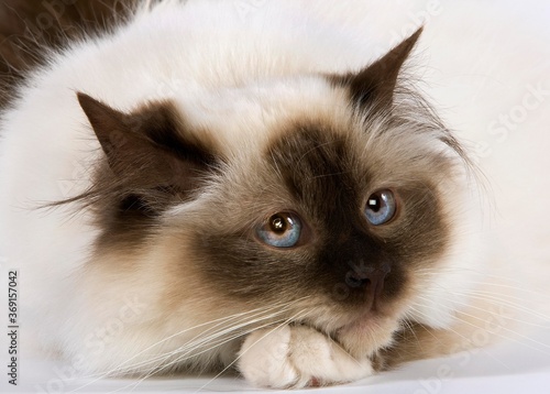 SEAL BIRMANESE CAT photo