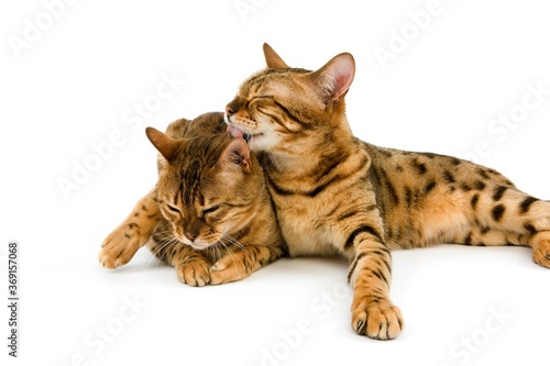 BROWN SPOTTED TABBY BENGAL DOMESTIC CAT, PAIR GROOMING