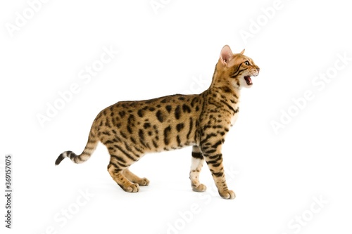 BROWN SPOTTED TABBY BENGAL DOMESTIC CAT, ADULT MEOWING
