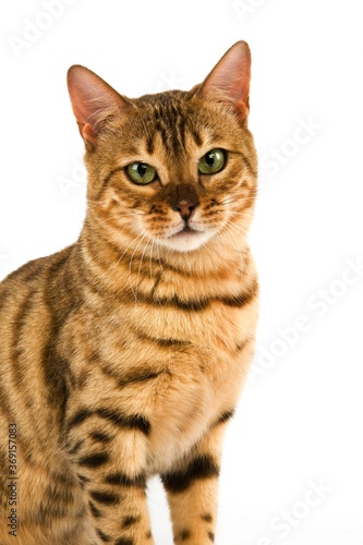 BROWN SPOTTED TABBY BENGAL DOMESTIC CAT © slowmotiongli