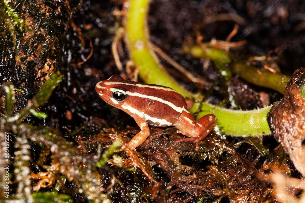 Naklejka premium PHANTASMAL POISON FROG epipedobates tricolor, ADULT