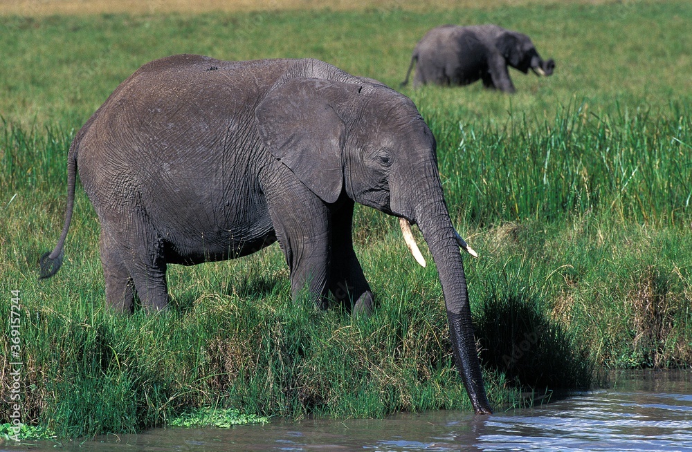 Fototapeta premium AFRICAN ELEPHANT loxodonta africana, YOUNG DRINKING AT WATER HOLE, KENYA