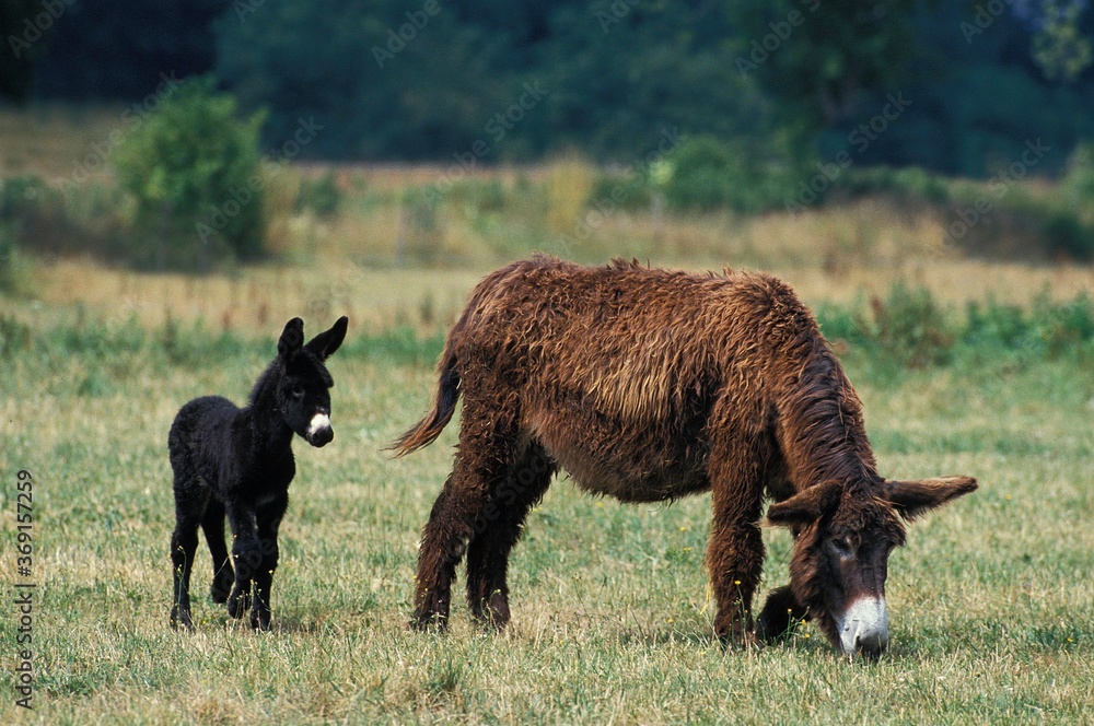 POITOU DONKEY OR THE BAUDET DU POITOU, A FRENCH BREED, MARE WITH FOAL POITOU DONKEY OR THE BAUDET DU POITOU, A FRENCH BREED, MARE WITH FOAL