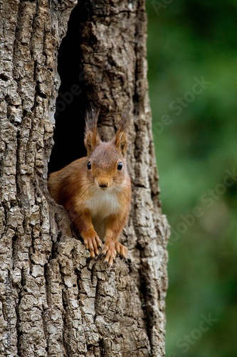 RED SQUIRREL sciurus vulgaris, ADULT AT NEST ENTRANCE, IN TREE TRUNK, NORMANDY IN FRANCE