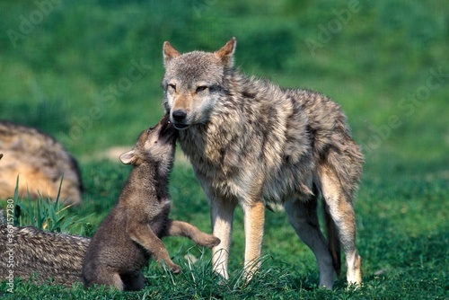 EUROPEAN WOLF canis lupus, FEMALE PLAYING WITH PUP photo