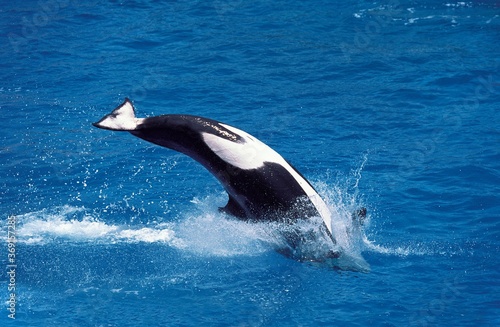 KILLER WHALE orcinus orca  ADULT LEAPING