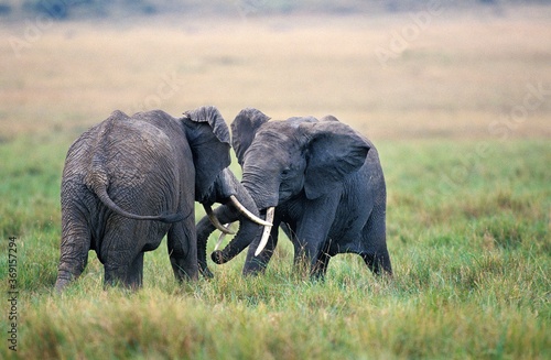 AFRICAN ELEPHANT loxodonta africana  YOUNGS PLAYING  MASAI MARA PARK  KENYA