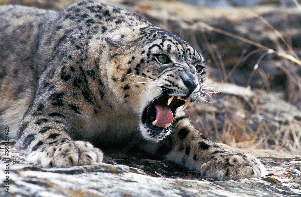 SNOW LEOPARD OR OUNCE uncia uncia, ADULT SNARLING, THREAT POSTURE