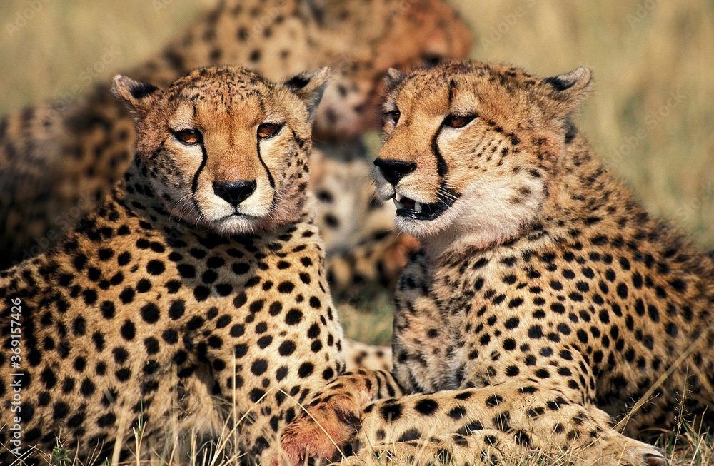 CHEETAH acinonyx jubatus, GROUP LAYING DOWN AFTER EATING GAZELLE, MASAI MARA PARK, KENYA CHEETAH acinonyx jubatus, GROUP LAYING DOWN AFTER EATING GAZELLE, MASAI MARA PARK, KENYA