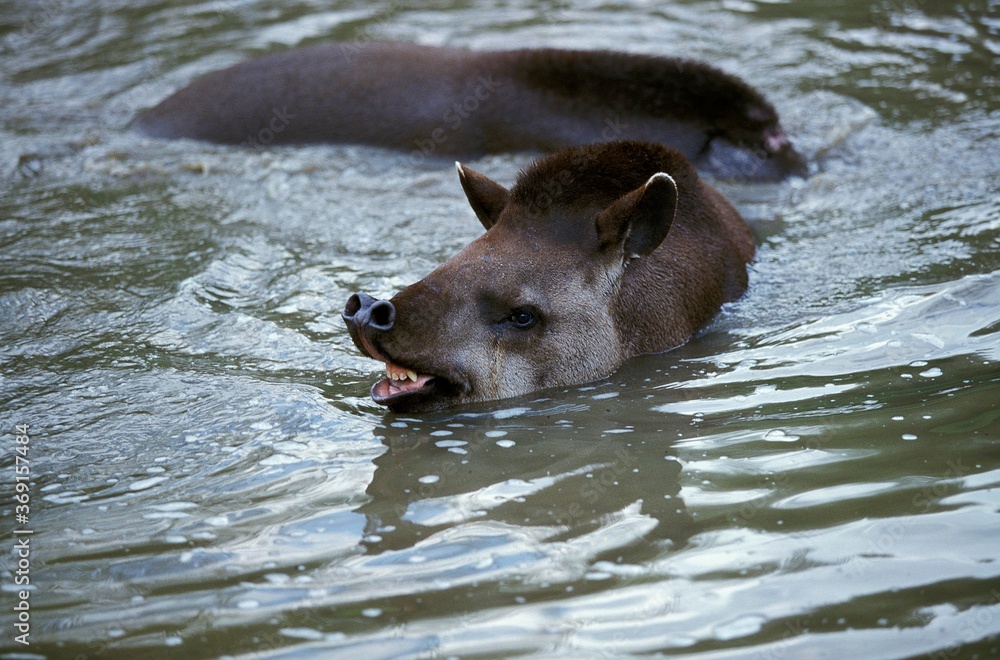 LOWLAND TAPIR tapirus terrestris, PAIR STANDING IN WATER LOWLAND TAPIR tapirus terrestris, PAIR STANDING IN WATER