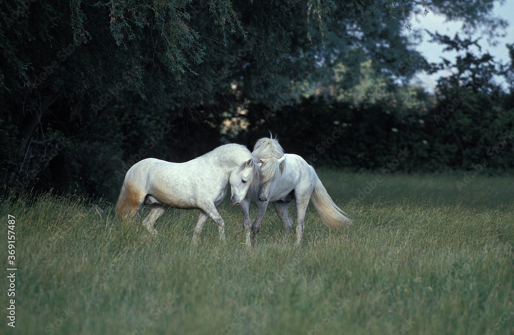 CAMARGUE HORSE, PAIR OF MALES INTERACTING, CAMARGUE IN FRANCE CAMARGUE HORSE, PAIR OF MALES INTERACTING, CAMARGUE IN FRANCE