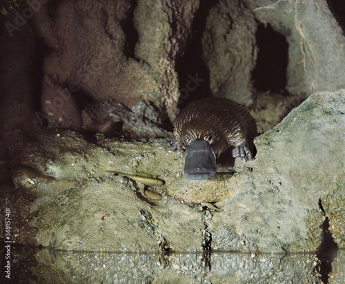 PLATYPUS ornithorhynchus anatinus, AUSTRALIA