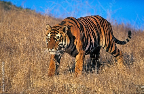 BENGAL TIGER panthera tigris tigris  ADULT WALKING ON DRY GRASS