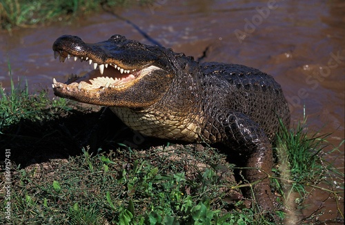 AMERICAN ALLIGATOR alligator mississipiensis, ADULT EMERGING FROM WATER, THREAT POSTURE, FLORIDA