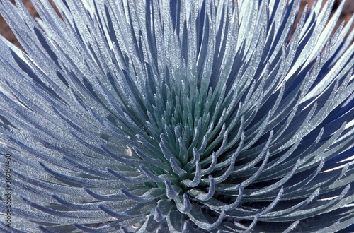 HAWAIIAN SILVERSWORD argyroxiphium sandwicense macrocephalum, ENDEMIC TO THE HALEAKALA VOLCANO CRATER, HAWAII photo