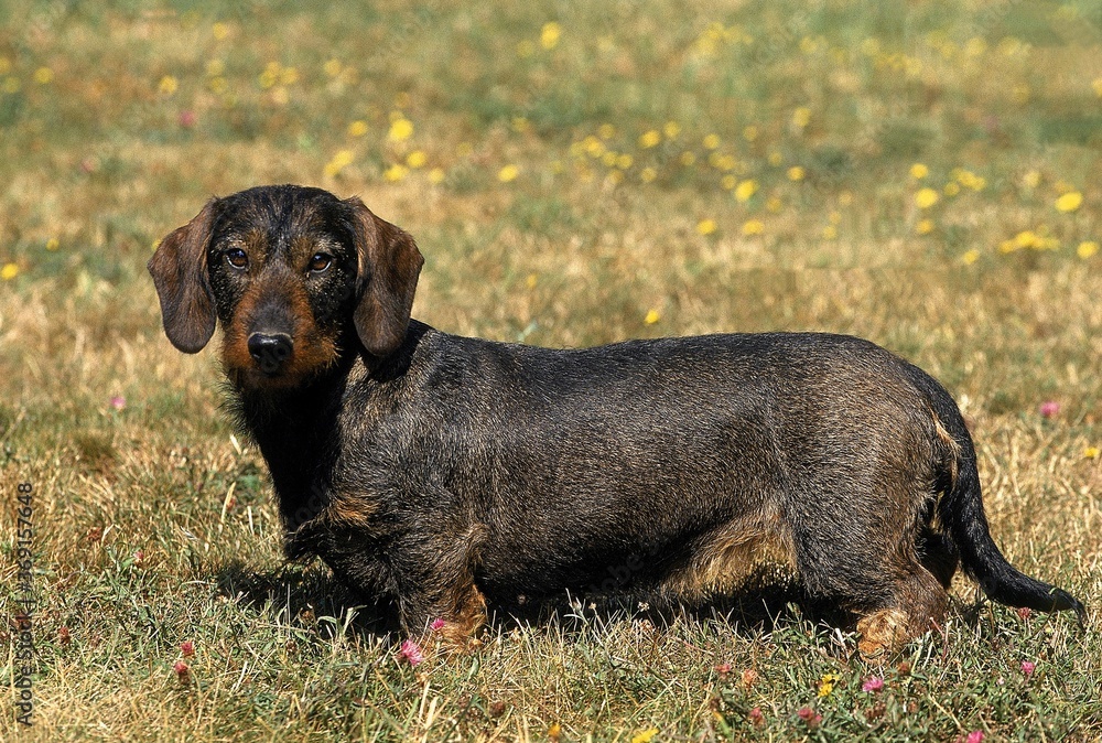 WIRE-HAIRED DACHSHUND, ADULT STANDING ON GRASS