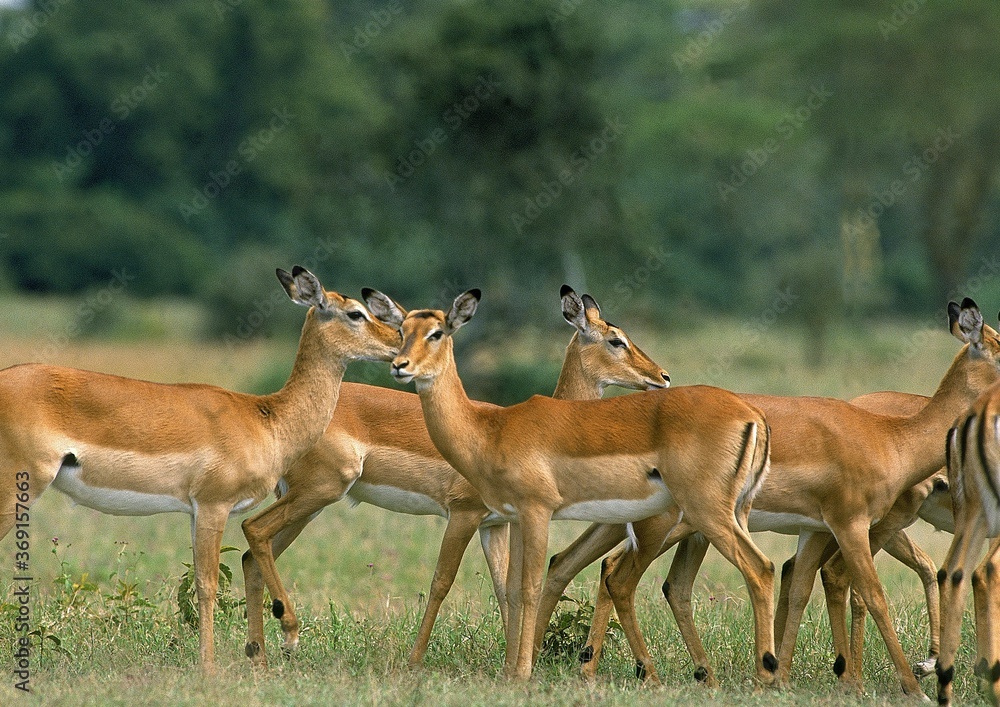 FEMALE IMPALA aepyceros melampus, HERD OF FEMALES, KENYA FEMALE IMPALA aepyceros melampus, HERD OF FEMALES, KENYA