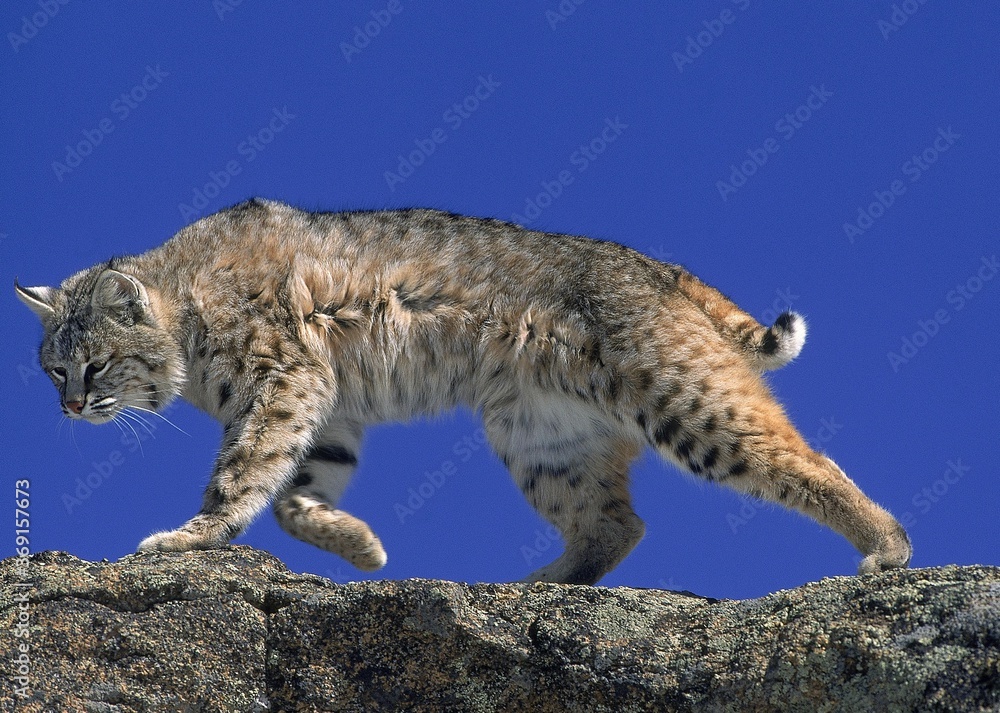 BOBCAT lynx rufus, ADULT WALKING ON ROCK, CANADA