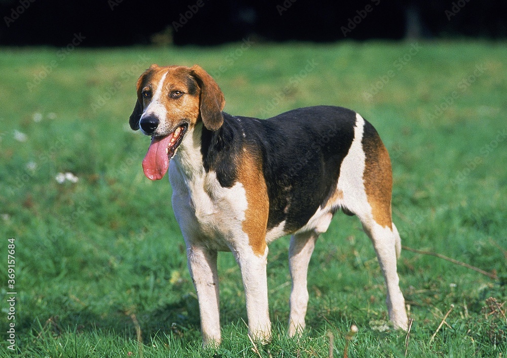 ENGLISH FOXHOUND, ADULT STANDING ON GRASS ENGLISH FOXHOUND, ADULT STANDING ON GRASS