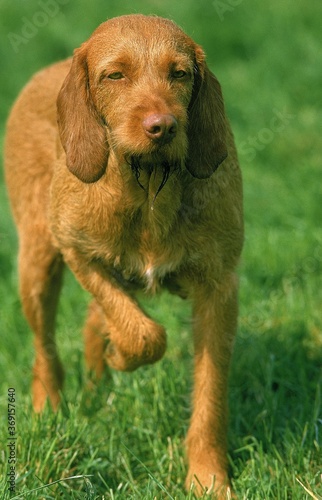 HUNGARIAN POINTER OR VIZSLA DOG, ADULT POINTING