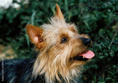 Fotografie AUSTRALIAN TERRIER, PORTRAIT OF ADULT