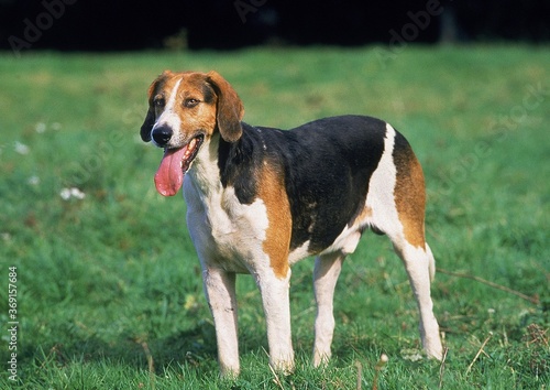 ENGLISH FOXHOUND, ADULT STANDING ON GRASS