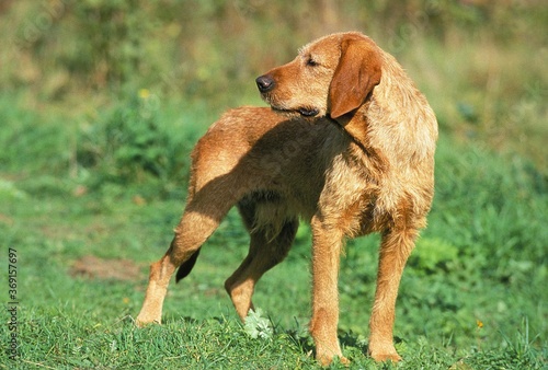 FAWN BRITTANY GRIFFON OR GRIFFON FAUVE DE BRETAGNE DOG, ADULT STANDING ON GRASS