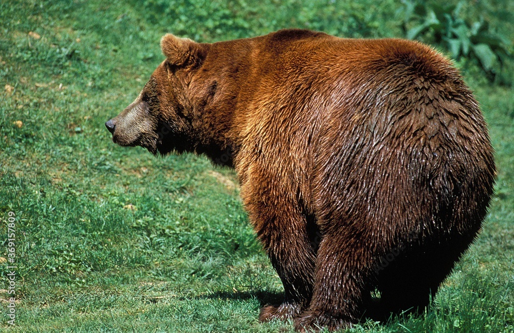 BROWN BEAR ursus arctos, ADULT STANDING ON GRASS BROWN BEAR ursus arctos, ADULT STANDING ON GRASS
